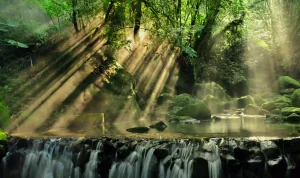 World Rainforest Day, Celebrating and Preserving Earth's Lifeline World Rainforest Day, Celebrating and Preserving Earth's Lifeline