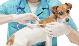 Cegah Sekarang! Ini dia Gejala Rabies pada Hewan dan Manusia!