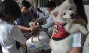 HATI-HATI! Ternyata Rabies Bisa Menular! RABIES MENULAR