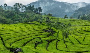 3 Destinasi Wisata Alam di Bandung yang Bikin Kamu Melayang di Antara Keindahan Alamnya