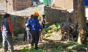 Sapi Ngamuk, Petugas Diskar PB Jadi Panitia Kurban Dadakan