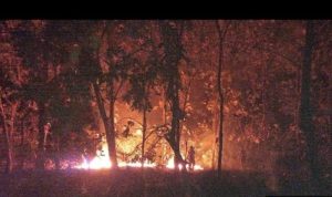 Teak Forest in Situbondo's Baluran National Park Caught Fire
