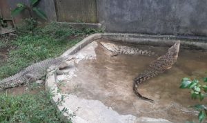Taman Safari Helps Evacuate Five Crocodiles from Ciamis-Cirebon