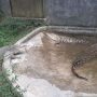 Taman Safari Helps Evacuate Five Crocodiles from Ciamis-Cirebon