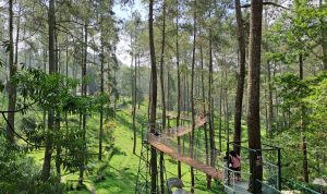 Orchid Forest Cikole Bandung: Review, Tiket Masuk, dan Lokasi Orchid Forest Cikole Bandung