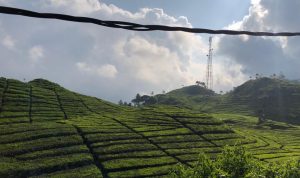 Wisata Perkebunan Teh Rancabali