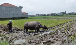 Petani di Kota Bandung sedang membajak sawah menggunakan kerbau.