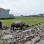 Nilai Tukar Petani Jawa Barat Naik Tipis Petani di Kota Bandung sedang membajak sawah menggunakan kerbau.