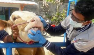 Cegah Penyakit LSD, Dispernakan KBB Lakukan Pengawasan dan Mitigasi Hewan Kurban Dok. Petugas Dispernakan Kabupaten Bandung Barat tengah memeriksa kondisi kesehatan hewan kurban. Rabu (7/23). Foto Jabarekspres