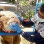 Dok. Petugas Dispernakan Kabupaten Bandung Barat tengah memeriksa kondisi kesehatan hewan kurban. Rabu (7/23). Foto Jabarekspres