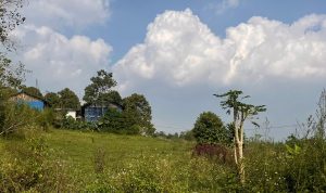 Lahan kebun tadah hujan yang mengalami kekeringan di wilayah Kecamatan Ngamprah, Kabupaten Bandung Barat. Kamis (7/23). Dok Jabarekspres