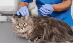 4 Penyebab Kucing Terkena Cacingan, Waspadai Penyebabnya!