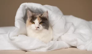 6 Ciri Kucing yang Terkena Cacingan, Apa Saja Cirinya?