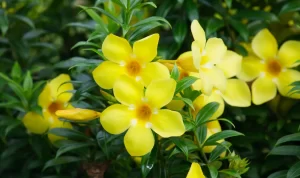 5 Tanaman dengan Bunga yang Berwarna Kuning!