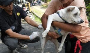 Vets Emphasize Importance of Vaccination to Prevent Rabies