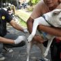 Vets Emphasize Importance of Vaccination to Prevent Rabies