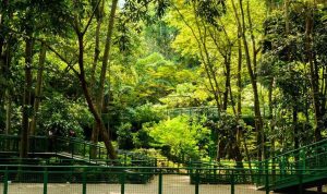 Mau Liburan Hemat di Kota Kembang? Ini Dia 4 Wisata Bandung yang Gratis Tiket Masuk!