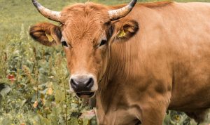 Ini Dia 5 Tips Memilih Hewan Kurban dengan Tepat