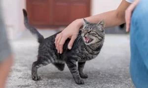 5 Ciri Kucing Rabies yang Perlu Kamu Tahu