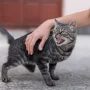 5 Ciri Kucing Rabies yang Perlu Kamu Tahu 5 Ciri Kucing Rabies yang Perlu Kamu Tahu
