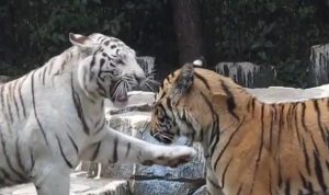 Mau Liat 350 Ekor Binatang? Ini Dia Wisata Bandung Lembang Park & Zoo yang Wajib Dikunjungi Bermain Bersama Anak! Wisata Bandung Lembang Park & Zoo yang Wajib Dikunjungi