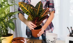 Ini Tanaman Hias yang Paling Cocok untuk di Rumah, Berikut 5 Rekomendasinya