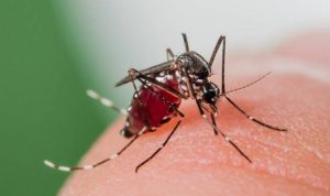 Bakteri Nyamuk Wolbachia yang Mengendalikan Penyebaran Penyakit