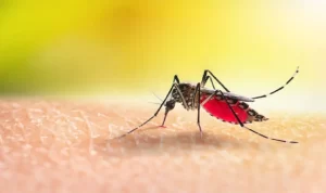 Krisis Iklim Menyebabkan Meningkatnya Resiko Penyakit DBD dan Chikungunya di Eropa