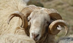 Kapan Puasa Idul Adha? Yuk Catat Jadwalnya di Sini!