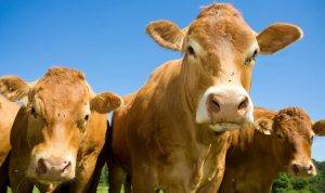 Panduan Praktis : Tips Memilih Hewan Qurban dengan Bijak Panduan Praktis : Tips Memilih Hewan Qurban dengan Bijak