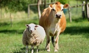 Mengenal Lebih Dekat Tradisi Qurban: Sejarah, Makna, dan Implementasinya