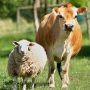 Mengenal Lebih Dekat Tradisi Qurban: Sejarah, Makna, dan Implementasinya
