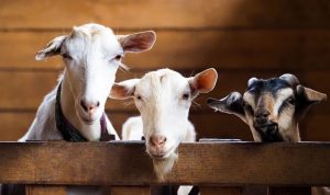 Mengenal Tradisi Qurban, Penyembelihan Hewan dalam Islam Mengenal Tradisi Qurban, Penyembelihan Hewan dalam Islam