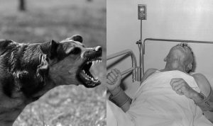 Bahaya Rabies: Penyakit Mematikan yang Dapat Dicegah