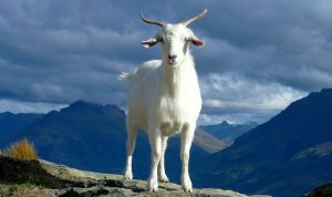 Distributing Sacrificial Meat After Five Hours of Slaughter is Prone to Germs