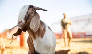 Tips Mengolah Daging Kambing Agar Tidak Bau Prengus