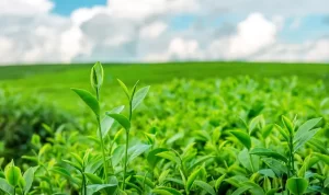 Apakah Teh Hijau Bantu Turunkan Berat Badan? Simak di Sini! Apakah Teh Hijau Bantu Turunkan Berat Badan? Simak di Sini!