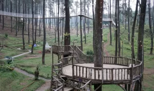 wisata bandung hutan pinus cikole pal 16