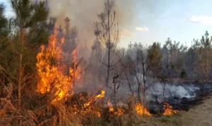 Sebanyak 56 Kasus Kebakaran Hutan Terjadi di Palangkaraya, Pemerintah Beberkan Strategi Penanganan dan Pencegahan