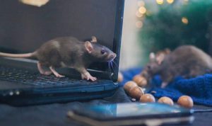 Seperti di Film! Warga Paris Terpaksa Hidup Berdampingan dengan Tikus
