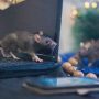 Seperti di Film! Warga Paris Terpaksa Hidup Berdampingan dengan Tikus