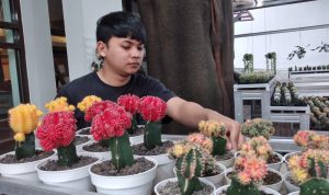 Kaktus Masih Diminati, Harganya Stabil