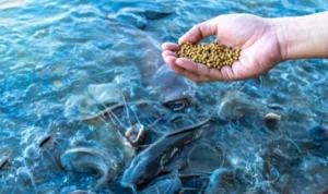 9 Rekomendasi Makanan Ikan Lele yang Kaya Nutrisi, Dijamin Cepat dalam Pertumbuhan 9 Rekomendasi Makanan Ikan Lele yang Kaya Nutrisi, Dijamin Cepat dalam Pertumbuhan