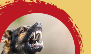 kenapa orang kena rabies takut air