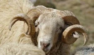 5 Trik Mengolah Daging Domba agar Makin Enak dan Lezat