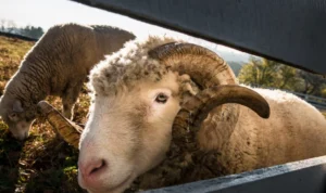 Daging Domba Tanpa Bau? Simak Trik Jitunya di Sini!