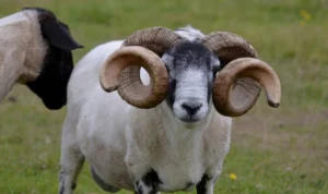 Manfaat Luar Biasa dari Daging Domba untuk Kesehatan yang Tak Terduga! Manfaat Luar Biasa dari Daging Domba untuk Kesehatan yang Tak Terduga!