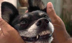 Mengapa Orang yang Terindikasi Rabies Takut Air? Ini Penjelasannya! Orang Terindikasi Rabies Takut Air/Foto: Pexels (Caio Mantovani)