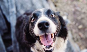 Ilustrasi Jangan Sepelekan Rabies, Lakukan Hal Ini Jika Alami Digigit Anjing/ Pexels/ Kat Smith
