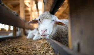 Tips Menggolah Kepala Kambing Agar Tidak Bau